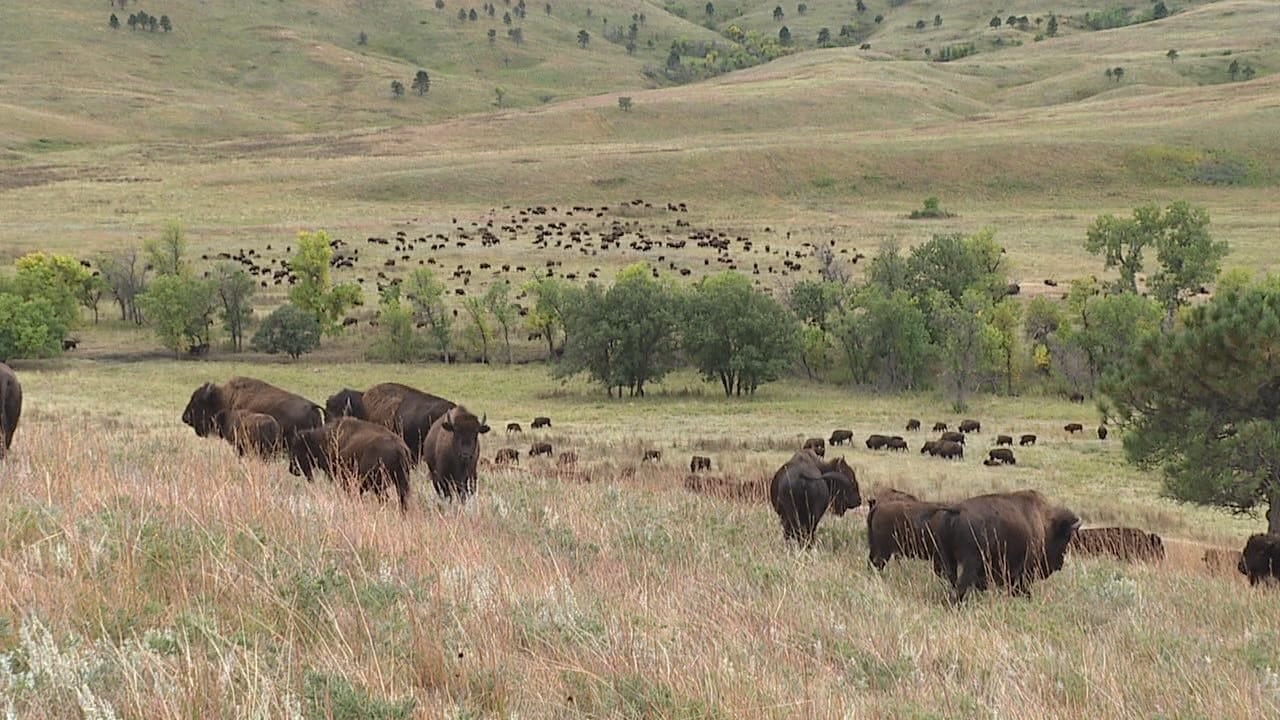 Buffalo Treaty Anniversary Gathering Under Way in the Black Hills