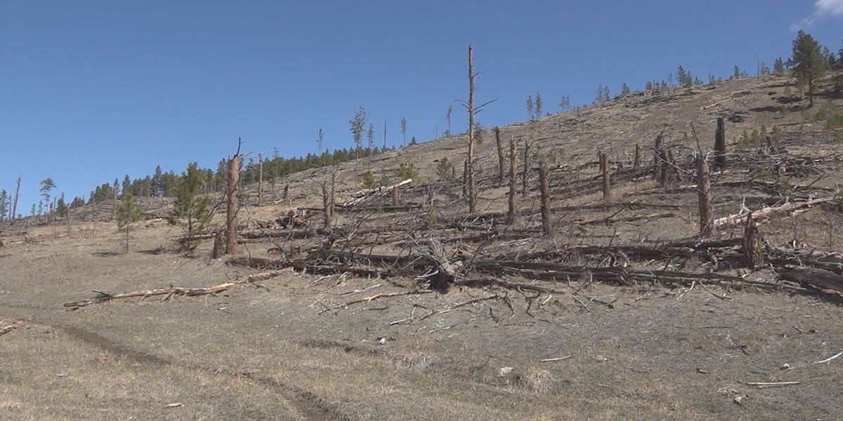 Goal of McVey restoration project in the Black Hills disputed Goal of McVey restoration project in the Black Hills disputed