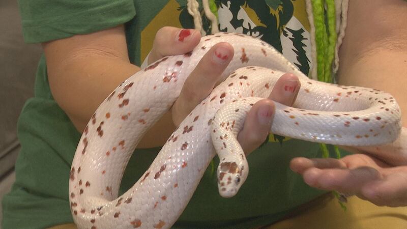 Serval Python Snake Calling all reptile lovers to the second annual Reptile Expo