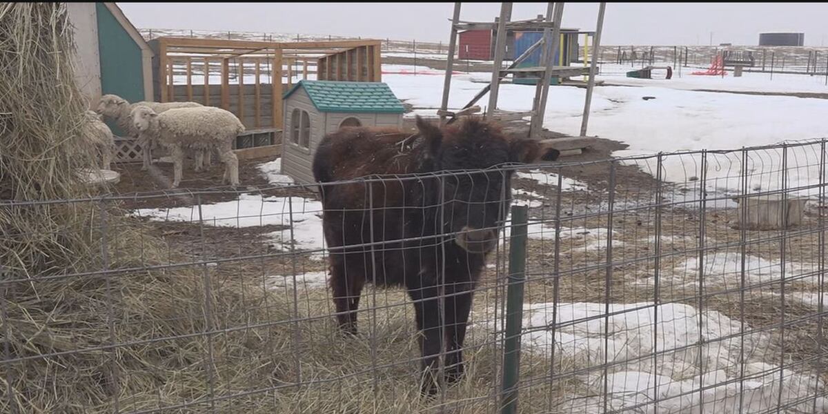 Meade County court gives animals seized from Charm Farm to new sanctuary Meade County court gives animals seized from Charm Farm to new sanctuary