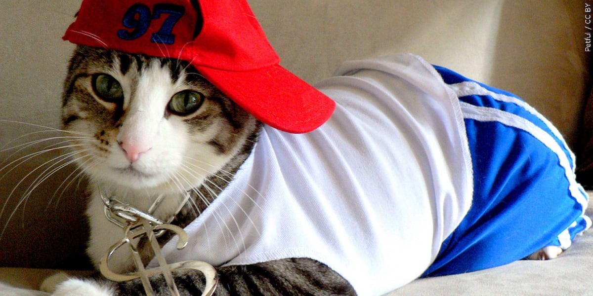 Veterinarian warns pet owners to watch for Halloween costume stress