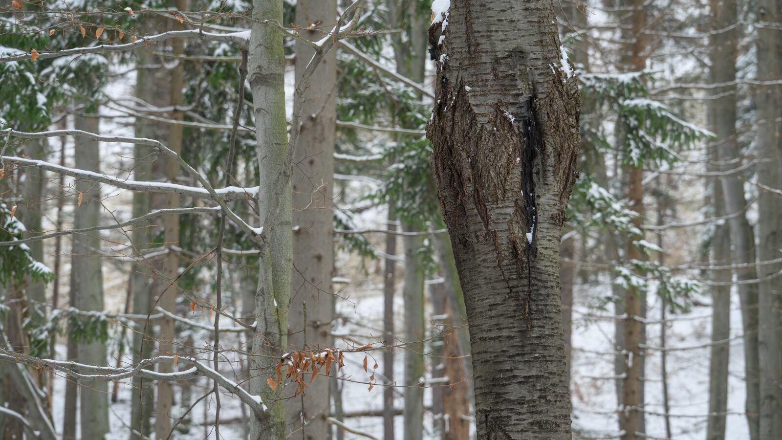 Can trees actually ‘explode’ from extremely cold temperatures in the ...