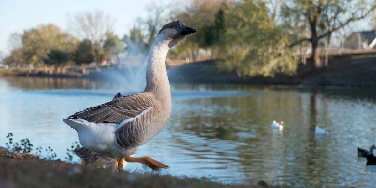 Geese attack leaves 72-year-old woman hospitalized with broken pelvis ...