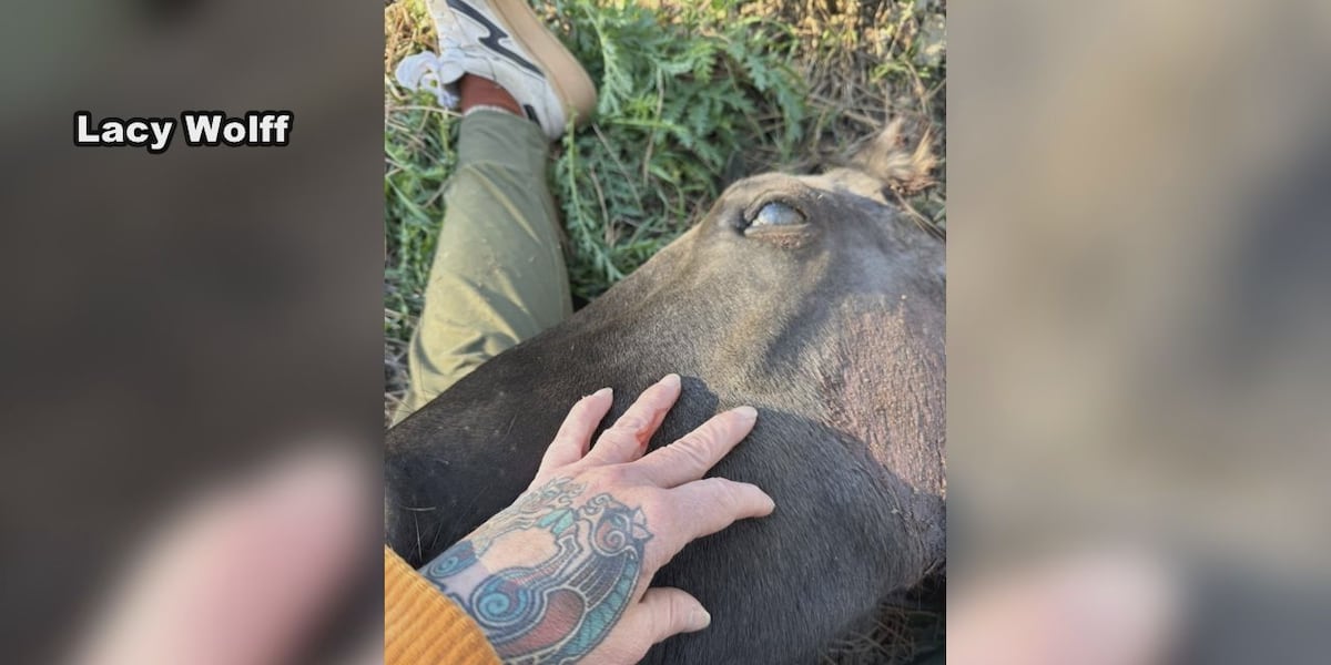 South Dakota family reeling over the apparent brutal killing of beloved horse