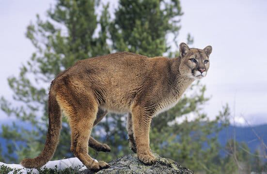 В Южной Дакоте горный лев проник в дом, шериф призвал жителей усилить меры безопасности