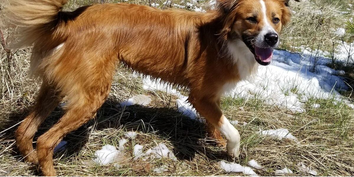 Pet of the week: Psyclone
