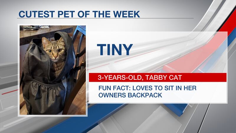 Tiny was voted this week's cutest pet of the week.