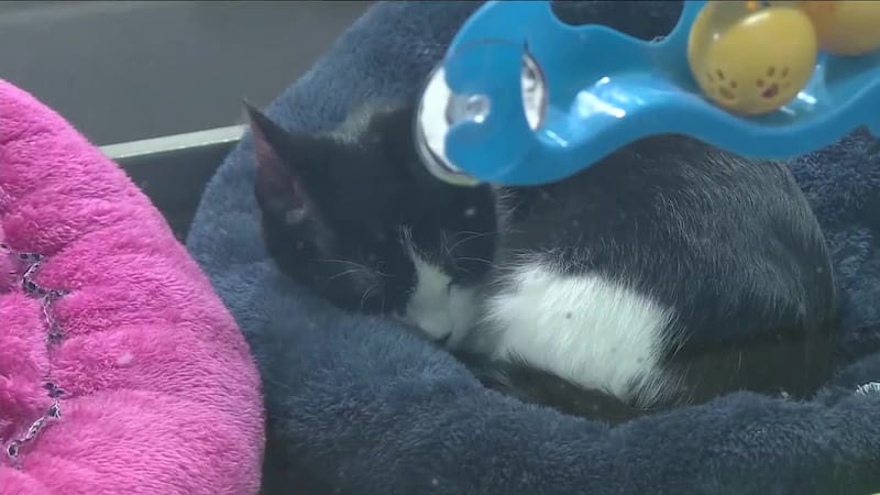 Home for Rescued Animals